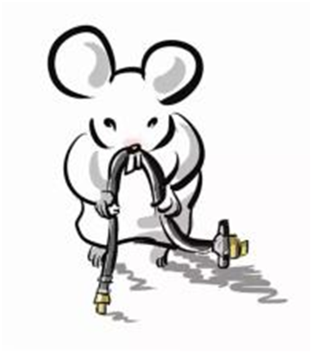 老鼠